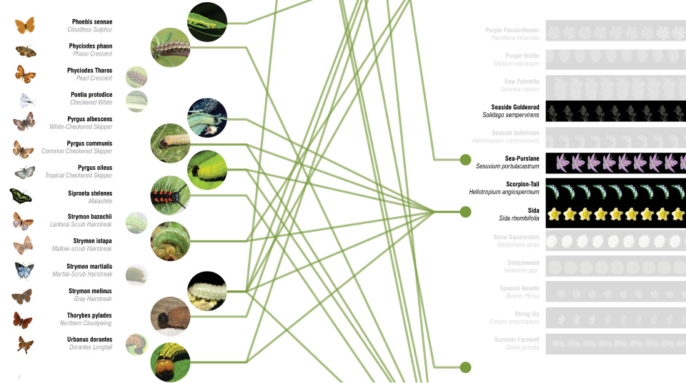 ECOATLAS_Plant-Butterfly-Diagram